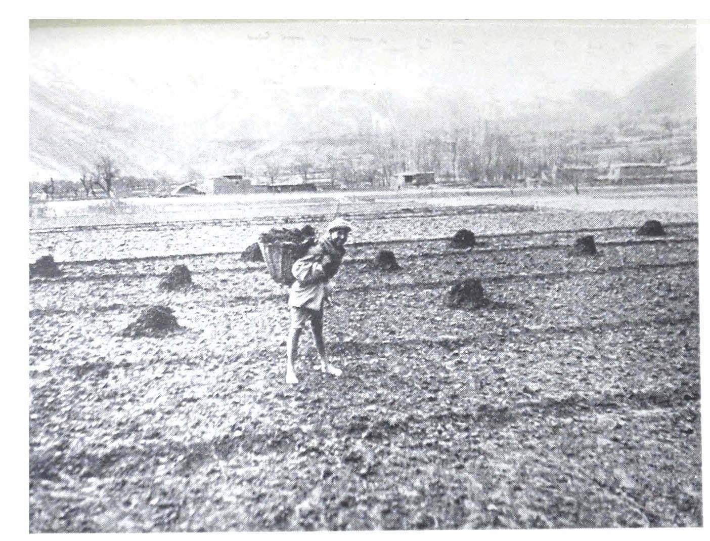 ‘Cattle manure was used as fertilizer in agriculture in Hunza’