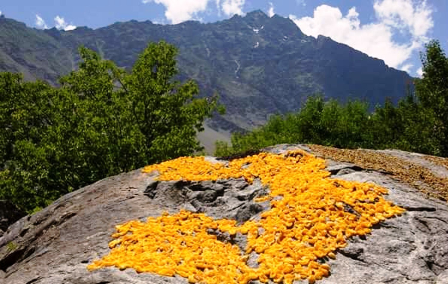 Flowers in Hunza
