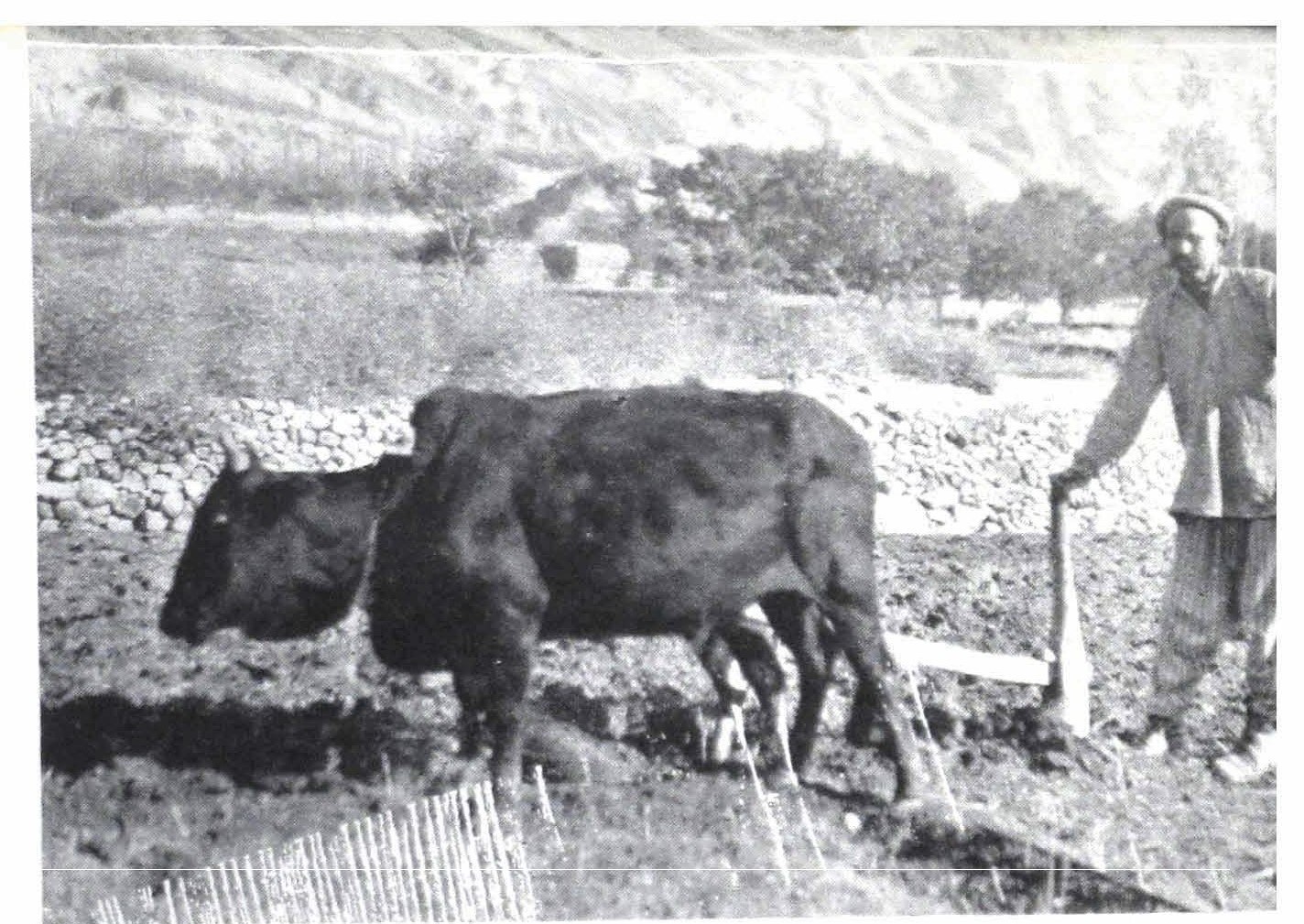 ‘Ploughing in early 20th-century Hunza’