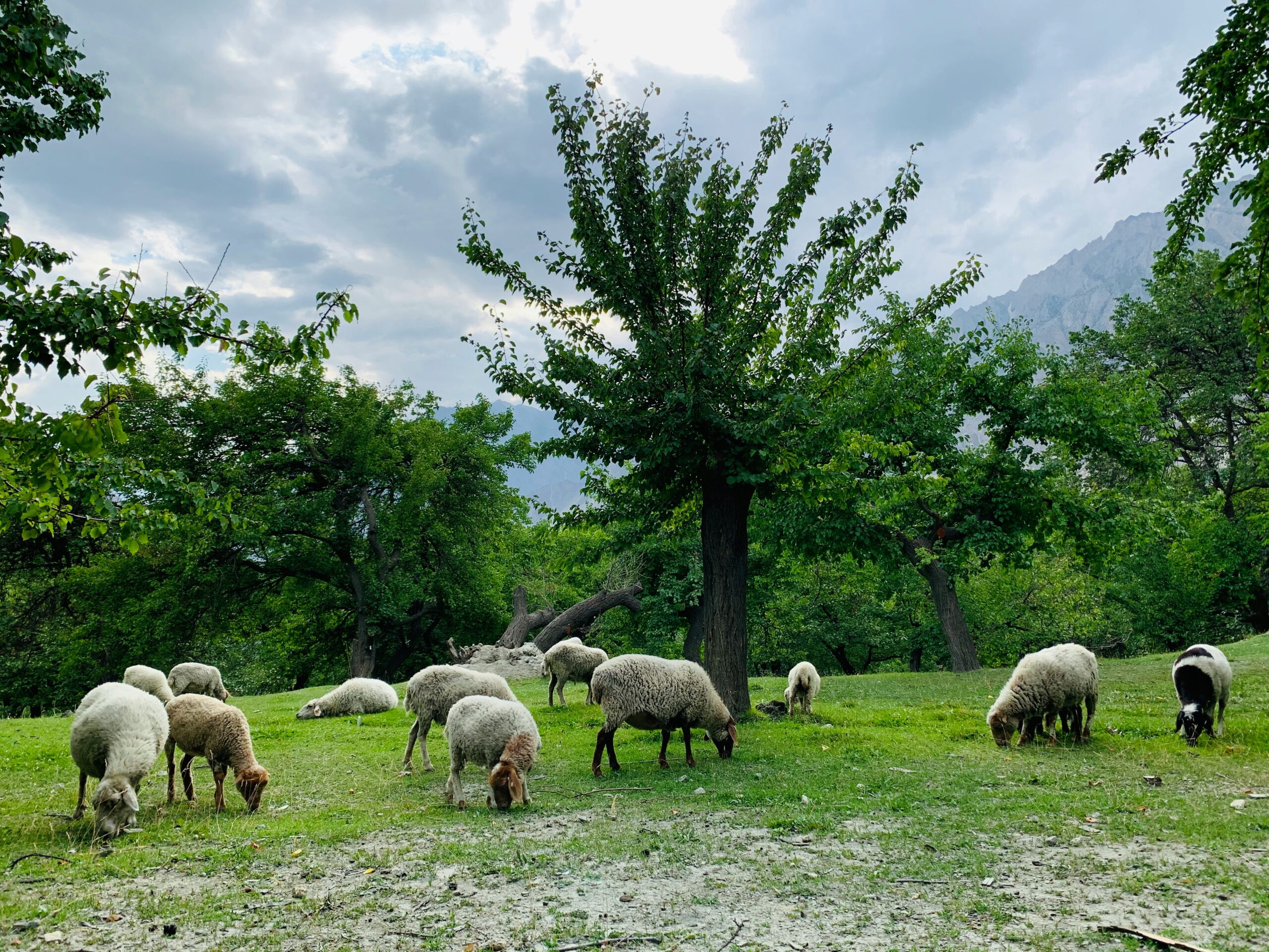 Sheep peacefully grazing in the lush green Altit Fort Garden,
