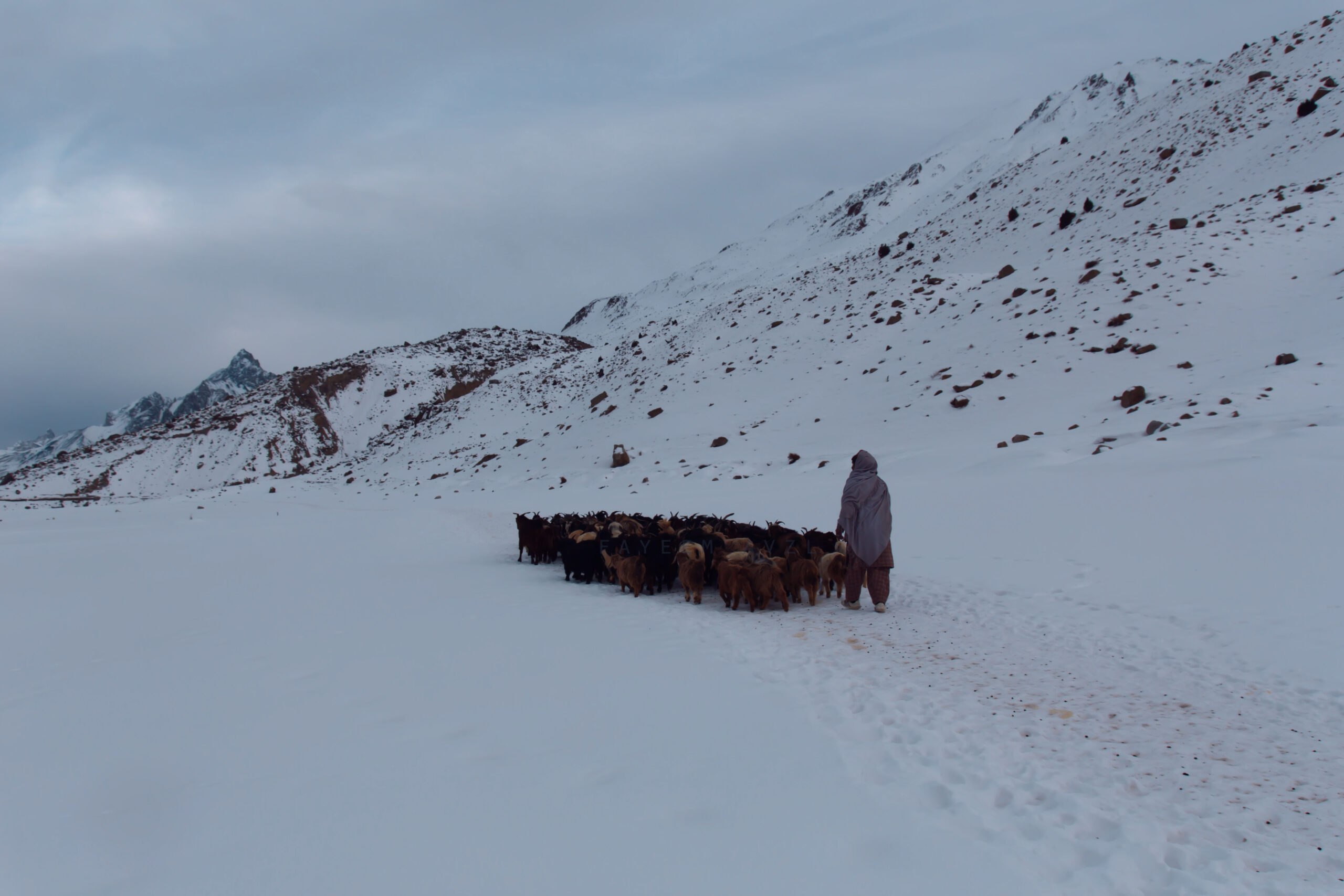 ‘Herding Sheep in the Snow, Chipurson Valley’