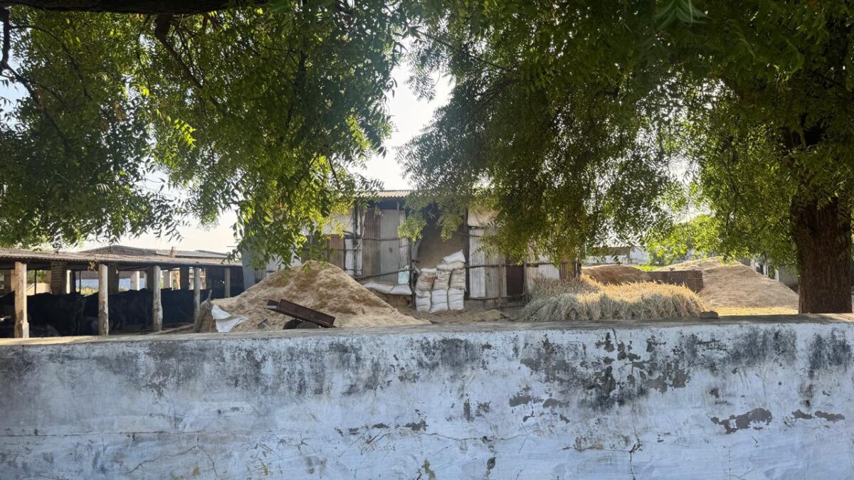 Traditional village scene in North Gujarat, India